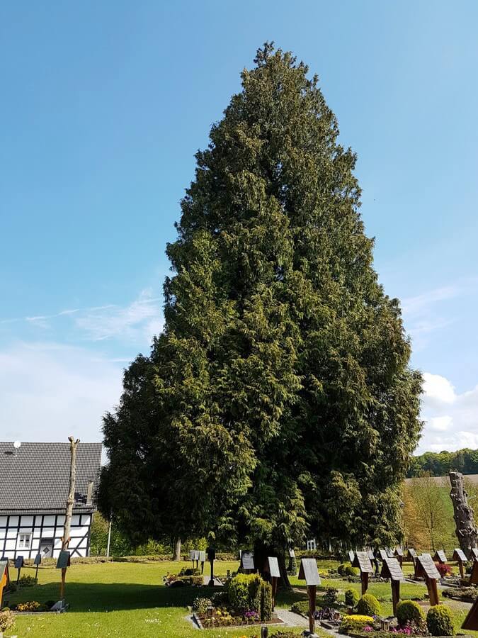 Lebensbaum auf dem Kirchhof in Wormbach im Sauerland