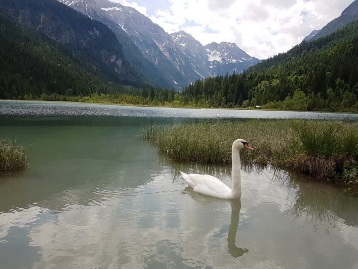 Schwan auf dem Jägersee in Kleinarl vor herrlicher Bergkulisse