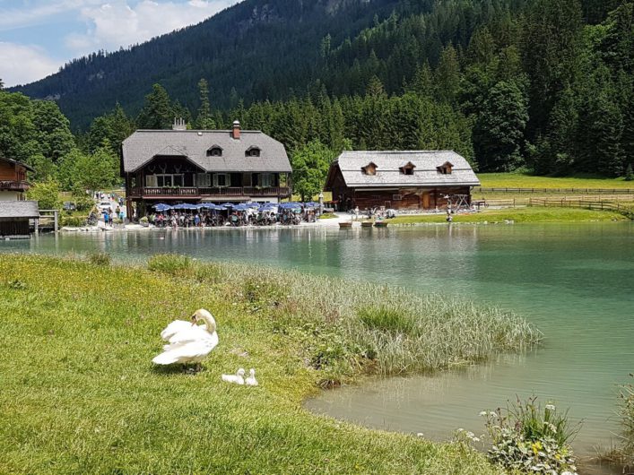 Gasthof Jägersee und Schwan mit Jungen direkt am Jägersee im Salzburger Land