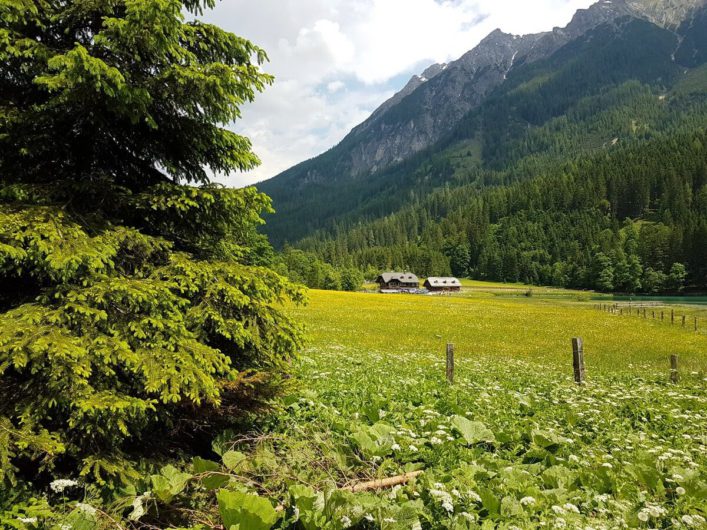 Weg durch blühende Wiesen am Jägersee