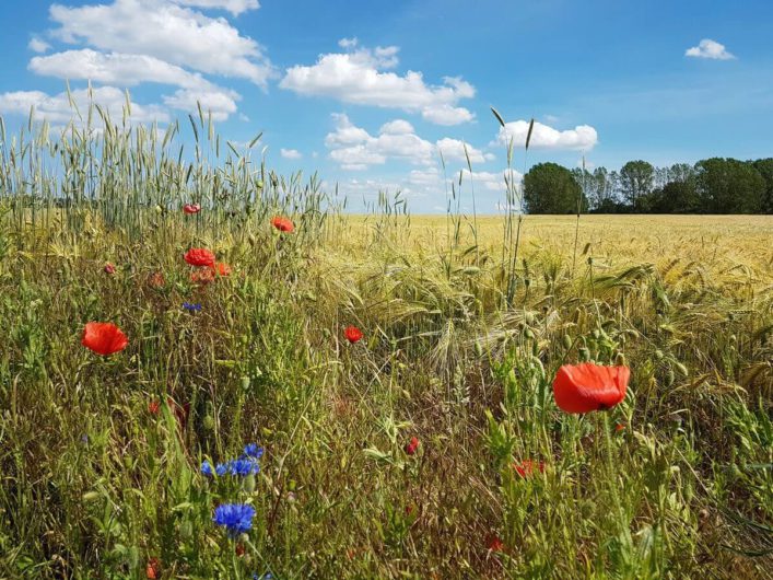 Getreidefeld mit Mohnblumen