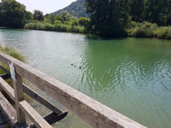 Enten auf der Altmühl vor Riedenburg