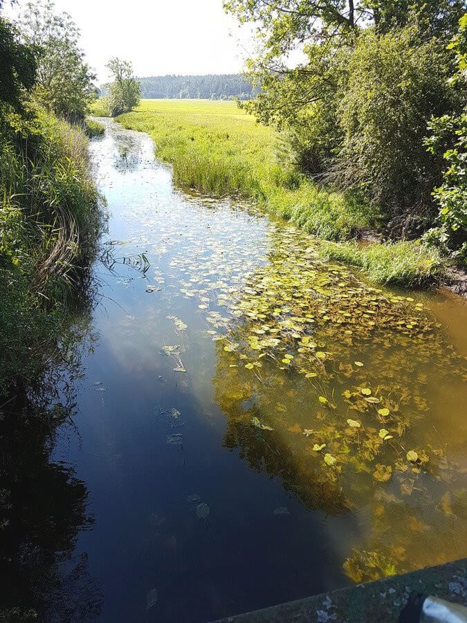 Seerosen auf der Altmühl