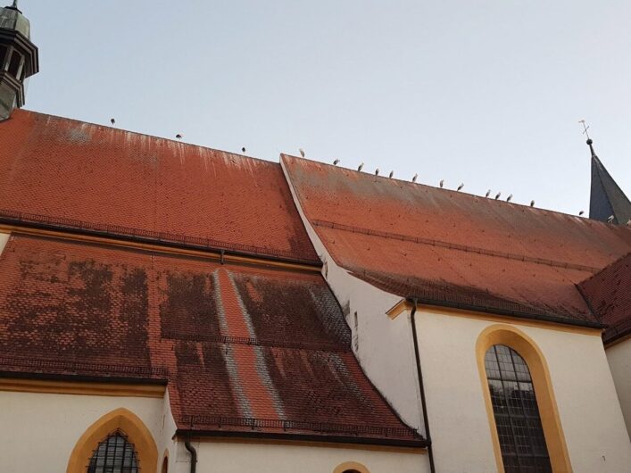 Störche auf der Stiftsbasilika in Herrieden