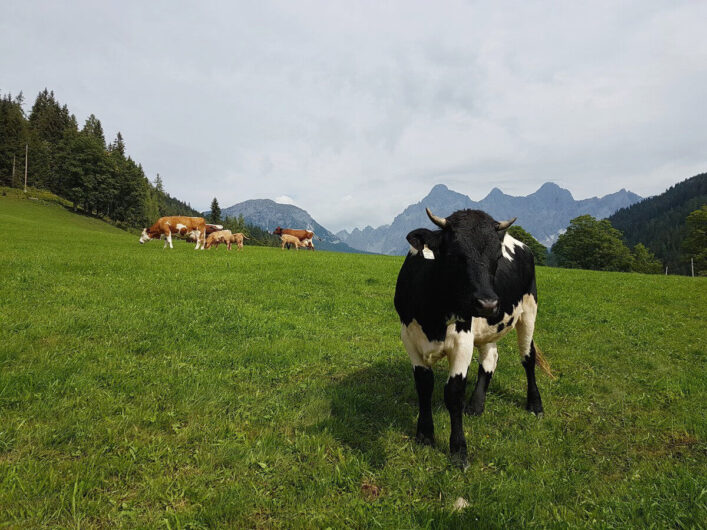 Kühe auf der Weide mit Blick auf die Gipfel des Dachstein