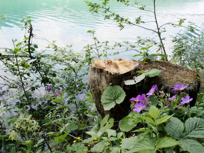 lila Blüten an einem Baumstamm vor dem Hintergrund des Jägersees