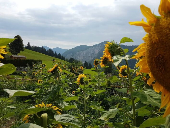 blühende Sonnenblumen vor einer Bergkulisse