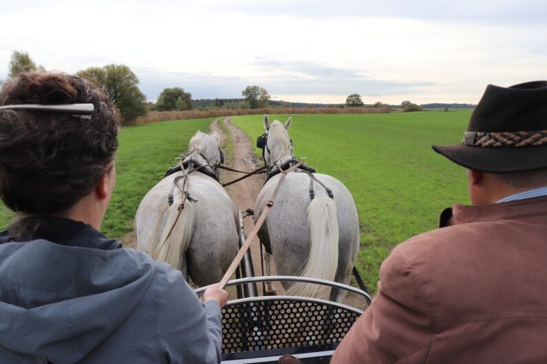 Martina hält die Leinen beim Kutsche fahren in der Hand