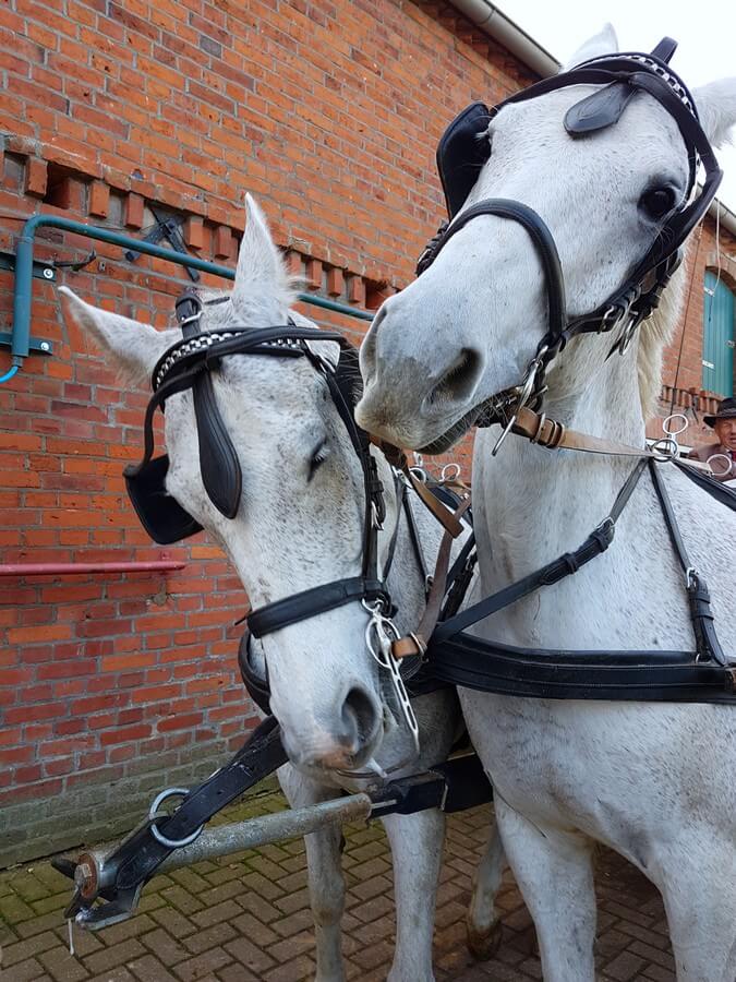 die beiden Schimmel Sir Dieter und Karl auf dem Reiterhof Kuhn