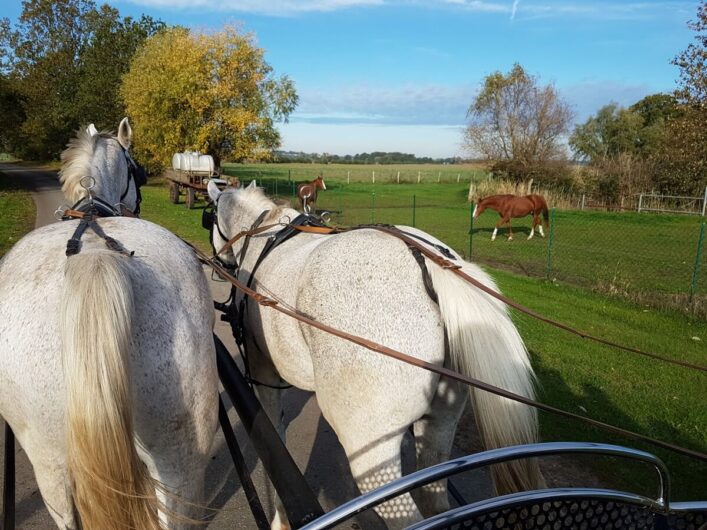 unterwegs zwischen Wiesen in der Altmark mit der Kutsche