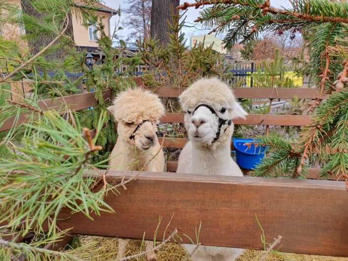 Alpakas auf dem Weihnachtsmarkt am Großen Hafen in Lübbenau im Spreewald