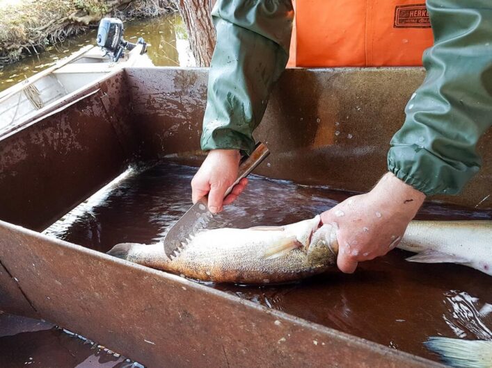 fangfrischer Fisch wird entschuppt