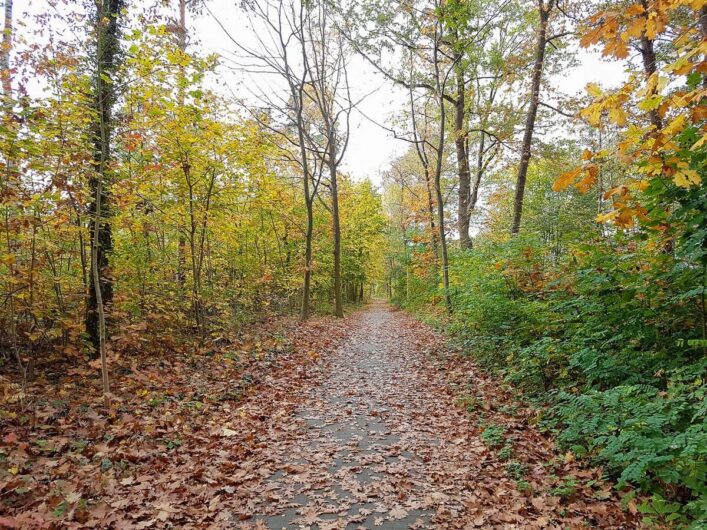 Fahrt mit dem Rad durch den Wald beim Ausflug im Seenland Oder-Spree