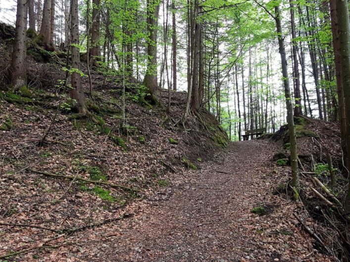 Wanderweg im Wald