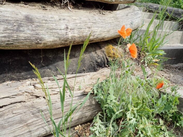 Mohnblumen am Holz der Treppe zum Drachenberg