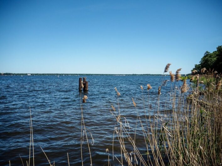 Wasser und Schilf am Müggelsee