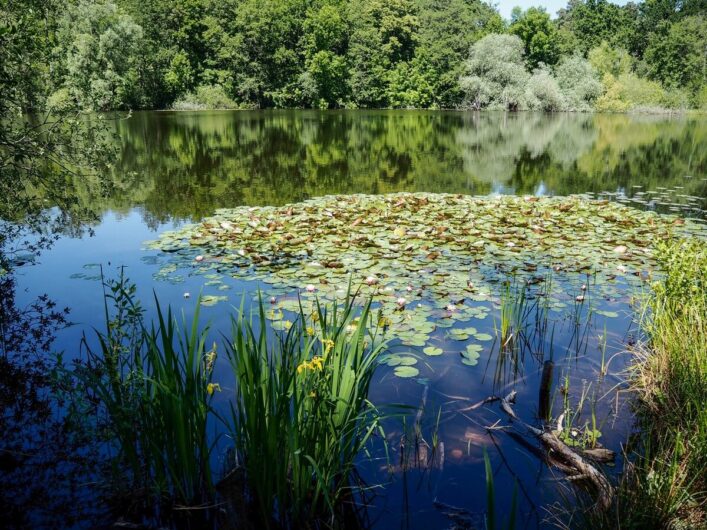 Seerosen im Teufelssee