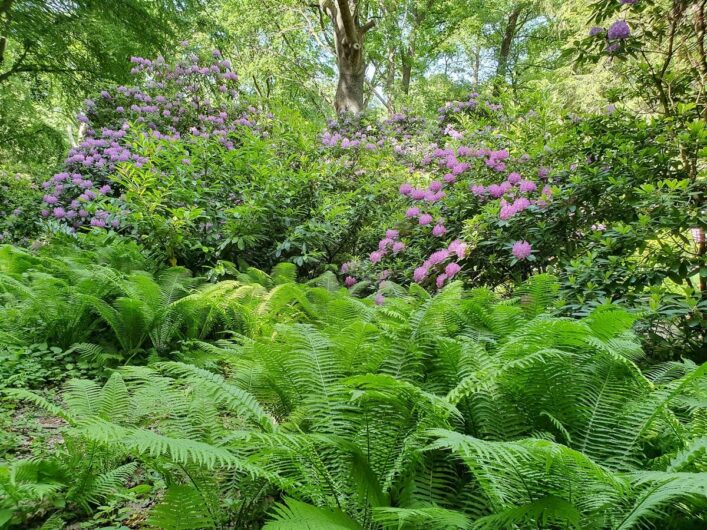 Blühende Sträucher im Tiergarten Berlin