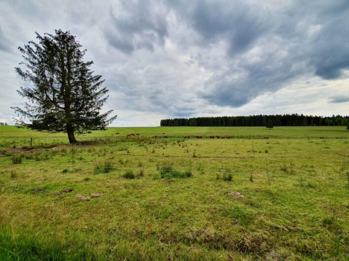 Baum auf der Wiese