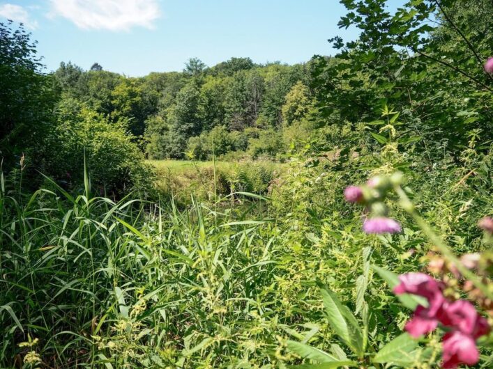 es blüht am Ufer der Schwarzach im Nürnberger Land