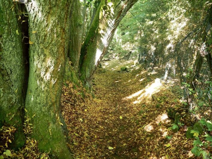 Waldweg des Wallenstein Rundwegs