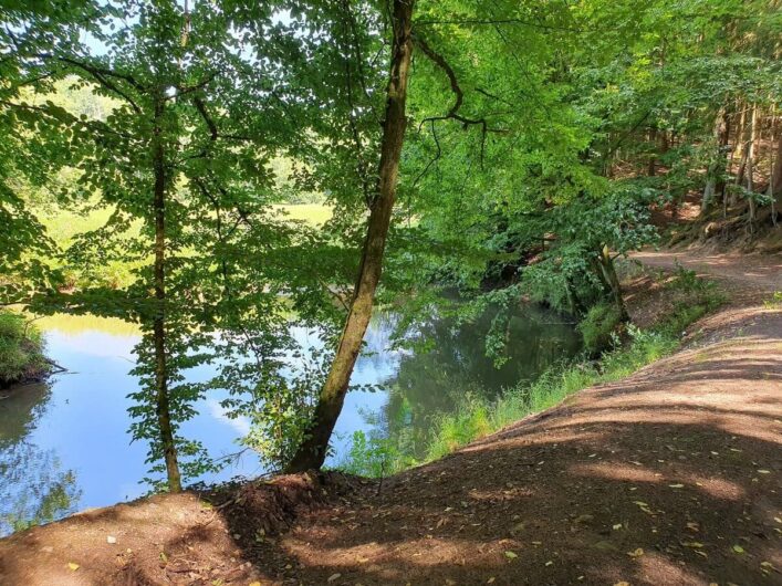 Bäume am Ufer der Schwarzach im Nürnberger Land