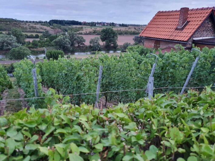 Blick auf die Weinreben des Burgwerbener Herzogsbergs