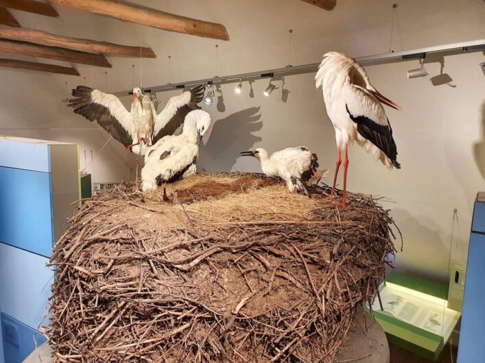 Störche auf ihrem Nest im Storchenmuseum