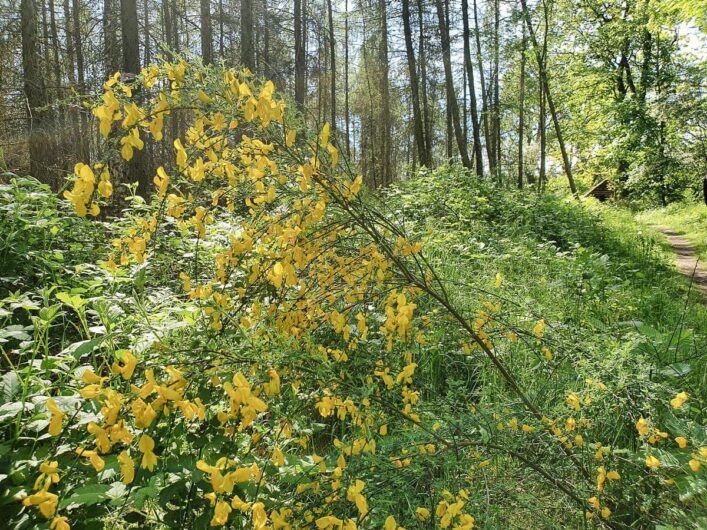 blühender Ginster beim wandern in Brandenburg