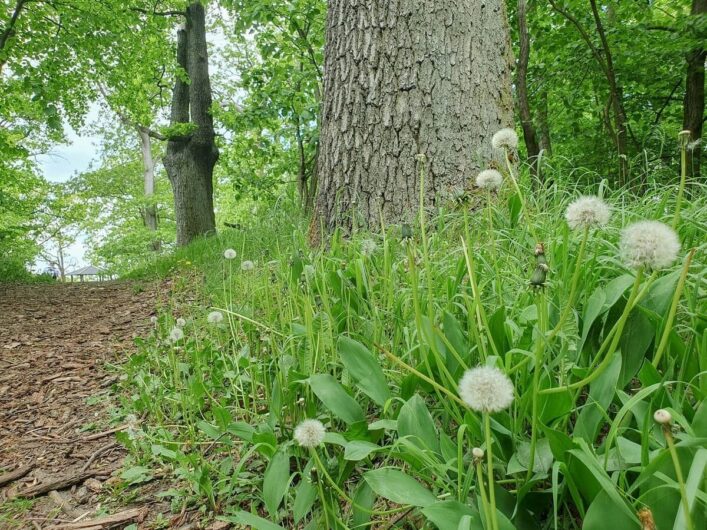 Löwenzahn im Wald