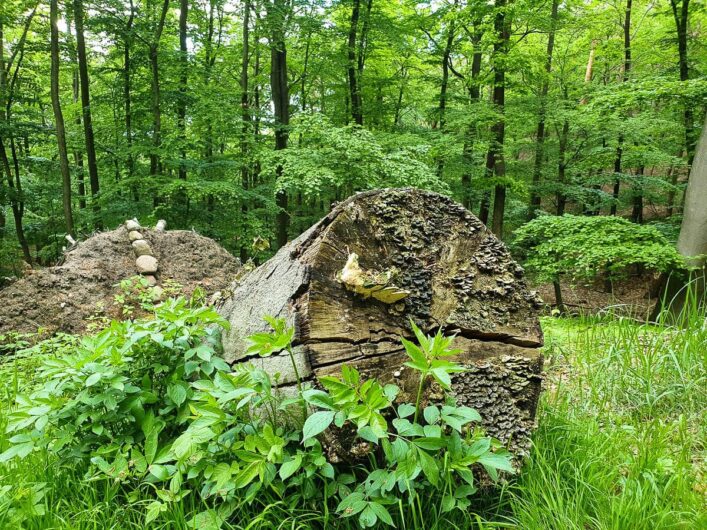 Pilze an einem Baumstamm