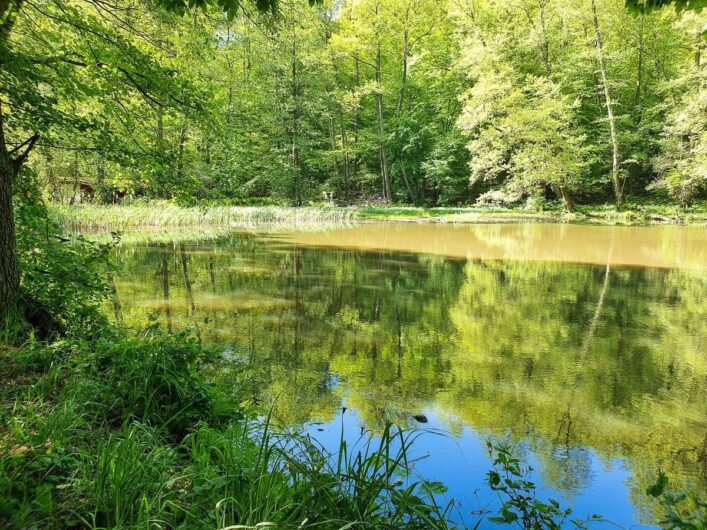 Teich in Falkenberg