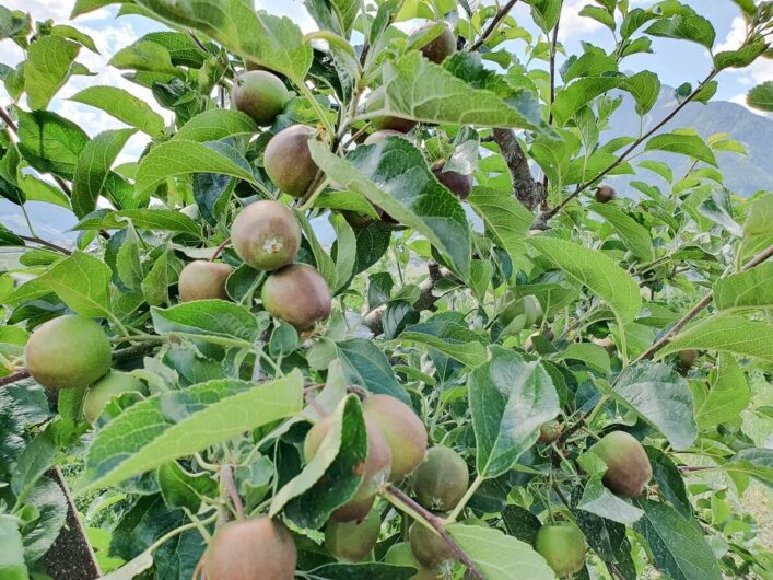 kleine Äpfel am Baum