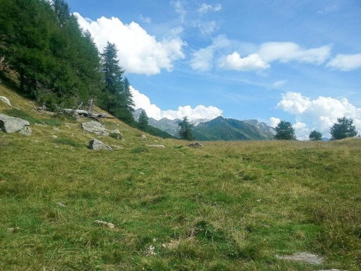 saftige Wiesen und Blick auf die Berge