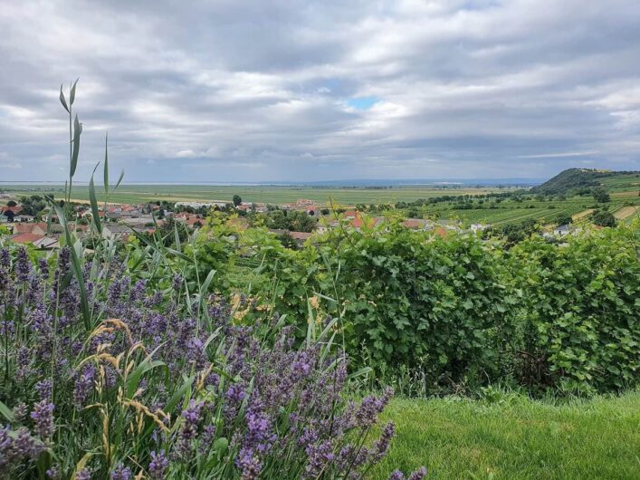 Ausblick auf den Neusiedlersee