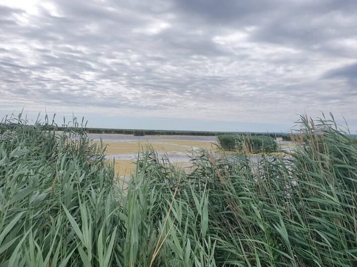 Blick über das Schilf auf einen Ausläufer vom Neusiedler See