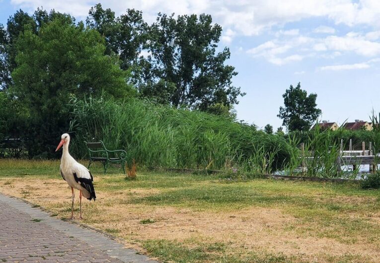 Storch auf einer Wiese in Rust am Neusiedler See