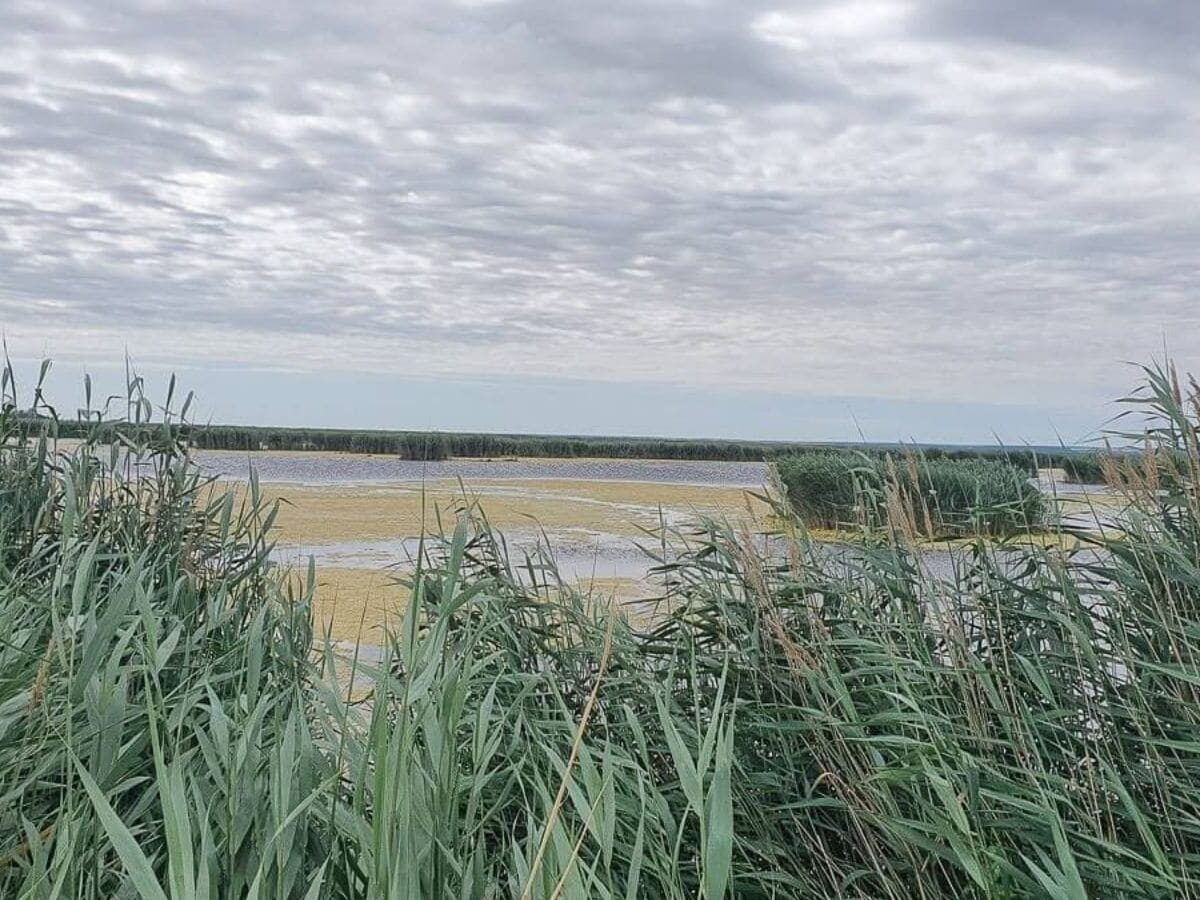 Blick über den Schilfgürtel auf den Neusiedler See