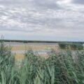 Blick über den Schilfgürtel auf den Neusiedler See