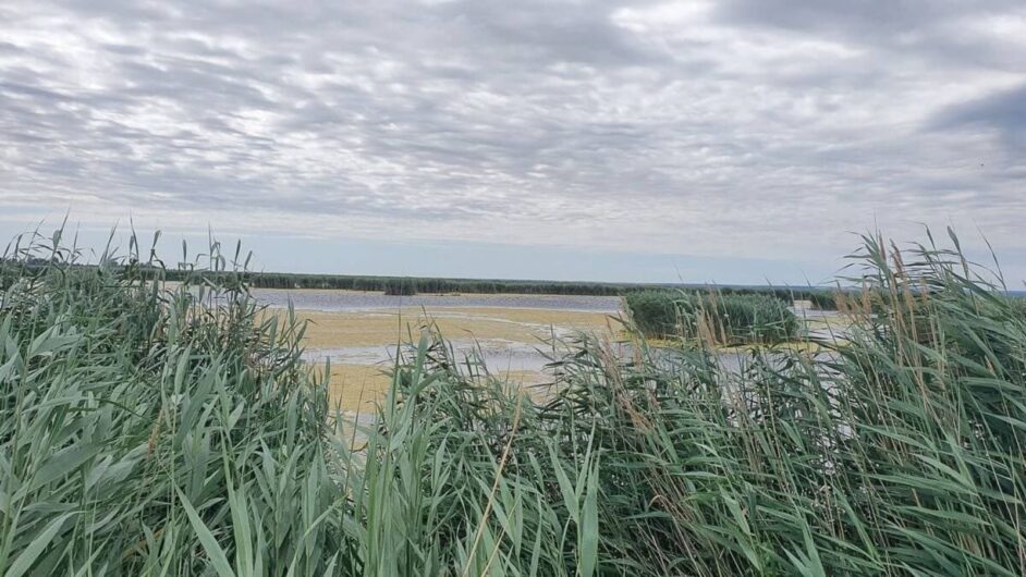 Blick über den Schilfgürtel auf den Neusiedler See