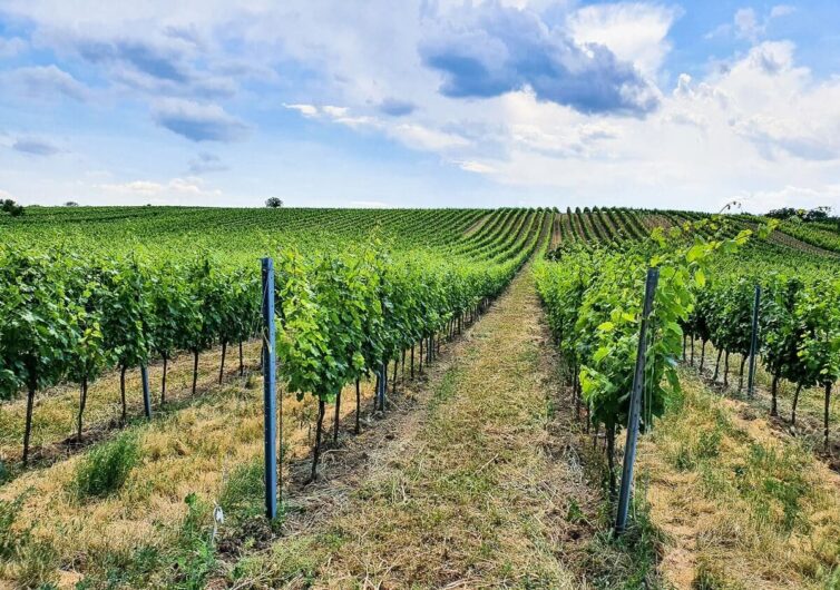 Weinberge bei Rust im Burgenland