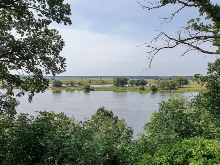 Blick durch das Grün der Bäume auf die Elbe