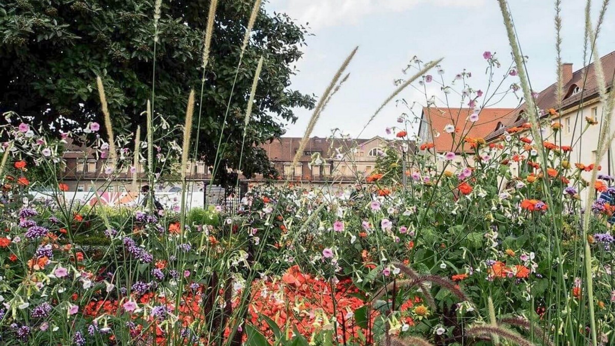 Blumen und Gräser und Gebäude der Buga 2021 im Hintergrund