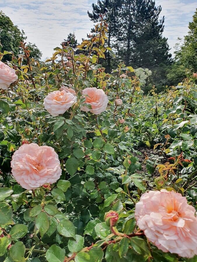 Hell orange Rosen auf der Bundesgartenschau