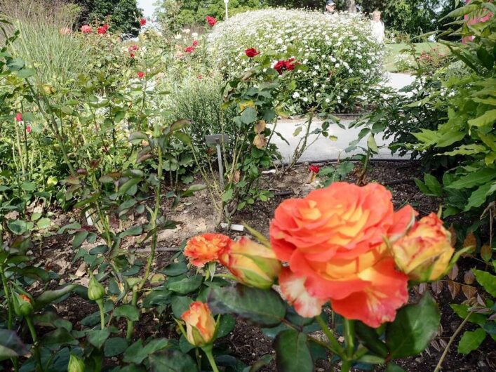 Orange Rosen vor weiß blühenden Pflanzen im Hintergrund