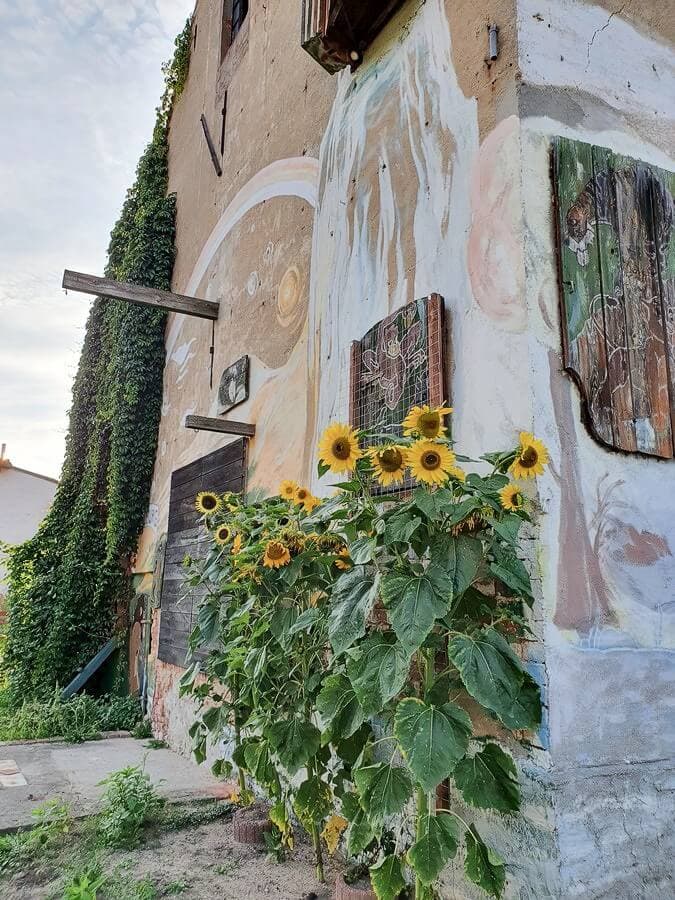 Sonnenblumen am Gästehaus des Elbschloss Kehnert