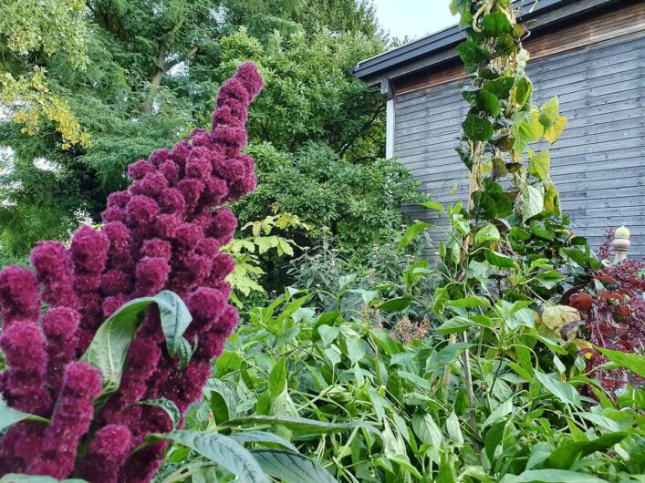 Roter Amaranth im Schaugarten