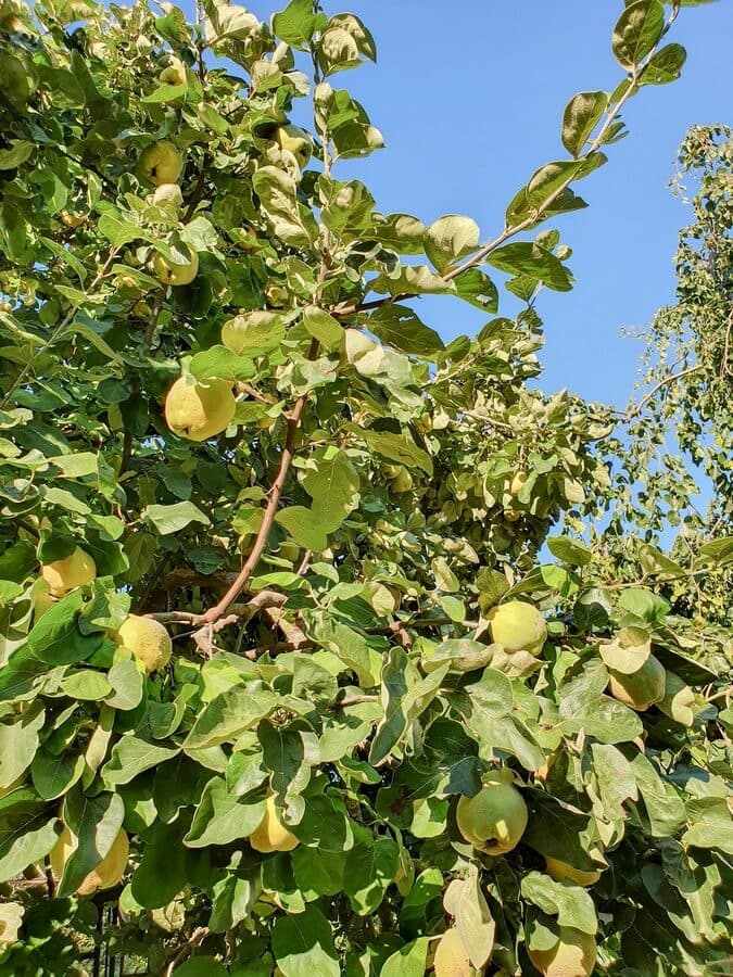 Quittenbaum mit gelben Früchten