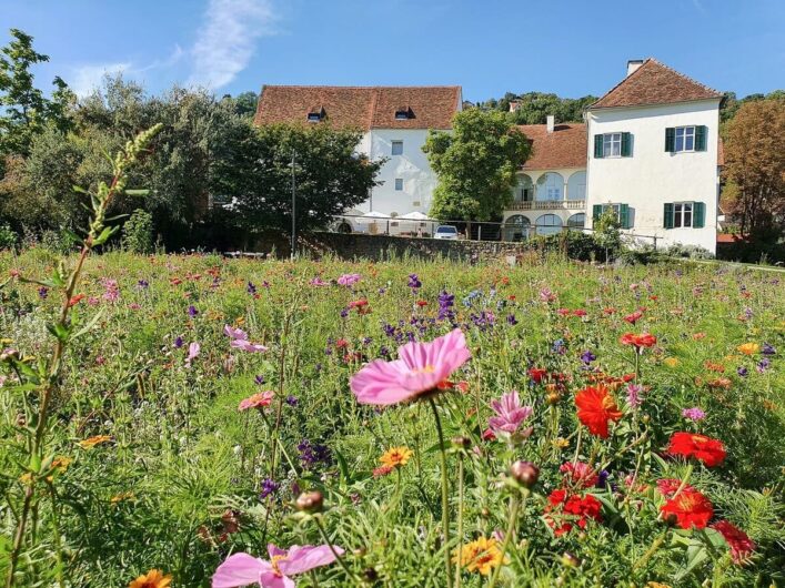 Blick über die Blumenwiese auf Schloss Hartberg