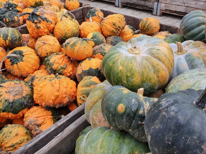 verschiedene Kürbissorten in Kisten